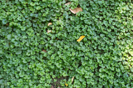 Bright green leafage of Glechoma hederacea in September