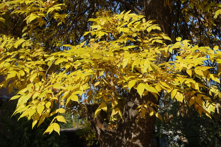 Golden yellow autumnal foliage and fruits of green ash tree in mid October