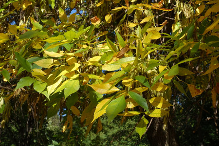 Yellowish green autumnal foliage and fruits of green ash tree in October