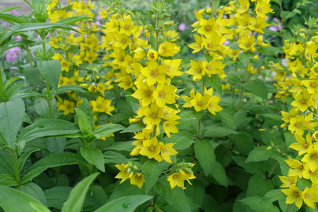 Close shot of yellow flowers of dotted loosestrife in June