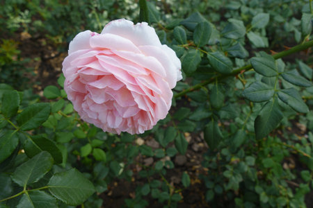 Light pink flower of garden rose in Septemberの写真素材