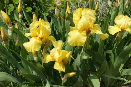 Four yellow flowers and buds of Iris germanica in mid May