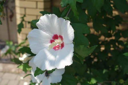 Close up of white and red flower of Hibiscus syriacus in Julyの写真素材