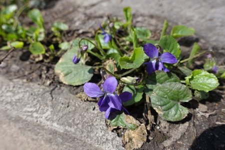 Closeup of purple flowers of dog violet in April
