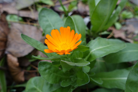Bright orange flower of Calendula officinalis in Novemberの写真素材
