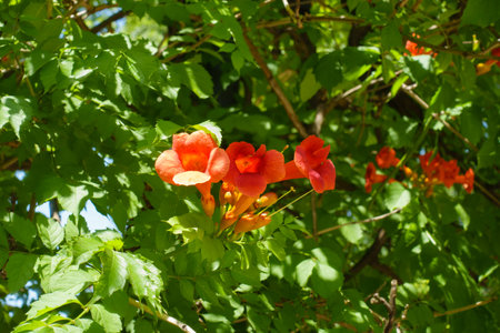 Bright reddish orange flowers of Campsis radicans in mid Julyの写真素材
