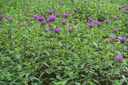 Great number of violet flowers of Monarda in Julyの写真素材