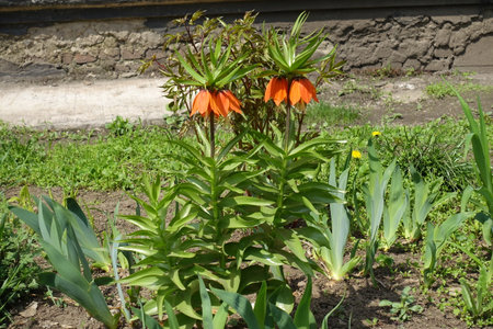 Flowers of orange Fritillaria imperialis in Aprilの写真素材