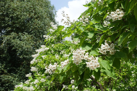 Mass of white flowers of Catalpa bignonioides tree in Juneの写真素材