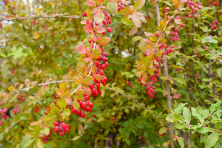 Autumnal foliage and ripe red berries of Berberis vulgaris in Octoberの写真素材