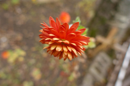 Side view of one red flower of Chrysanthemum in Novemberの写真素材