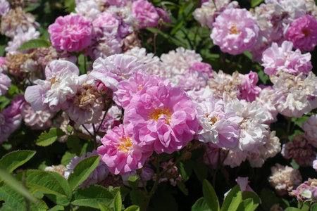 Lots of pink flowers of semi double roses in Juneの写真素材