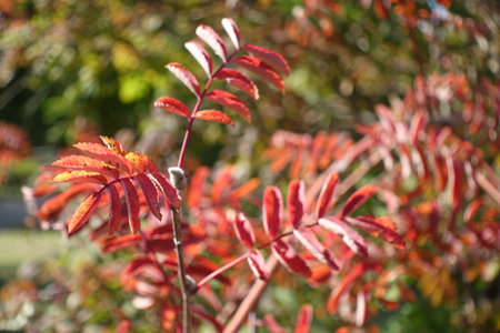 Close shot of red leaves of Sorbus aucuparia  in October