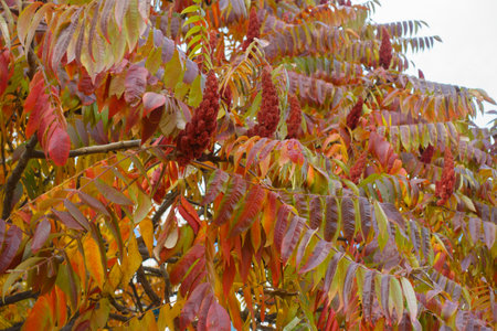 Autumnal foliage and fruits of Rhus typhina  in mid October