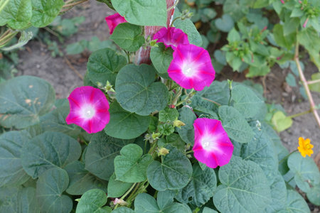 Fuchsia colored flowers of Ipomoea purpurea in mid September