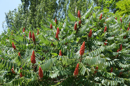 Green leafage and red fruits of Rhus typhina in July