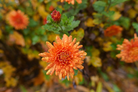 Close up of orange flower of Chrysanthemum with rain drops in Novemberの写真素材