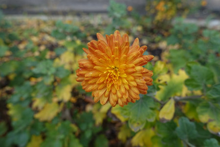 Close shot of wet flower of orange Chrysanthemum in November