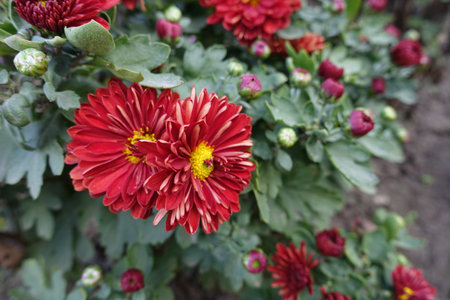 Pair of red and yellow flowers of Chrysanthemums in mid Octoberの写真素材
