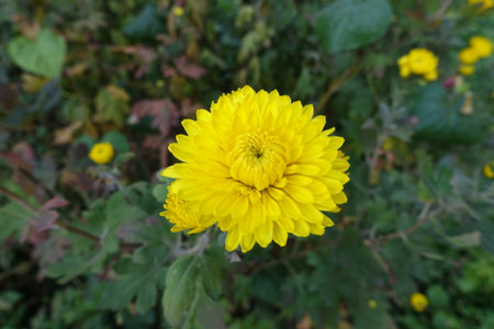 Yellow flower of Chrysanthemum in mid Octoberの写真素材