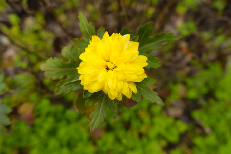 Simple yellow flower of one Chrysanthemum in November