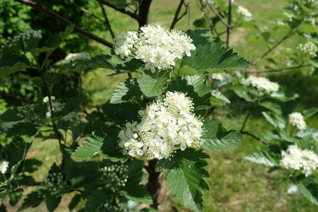 White flowers of Sorbus aria in mid Mayの写真素材