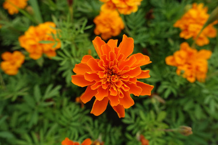 Macro of orange flower of Tagetes patula in July
