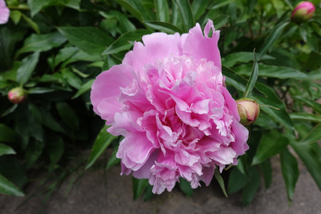 Pink flower of common peony in mid Mayの写真素材