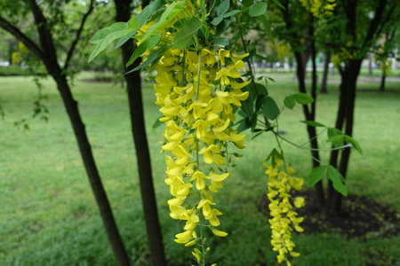 Closeup of yellow flowers of common laburnum in Mayの写真素材