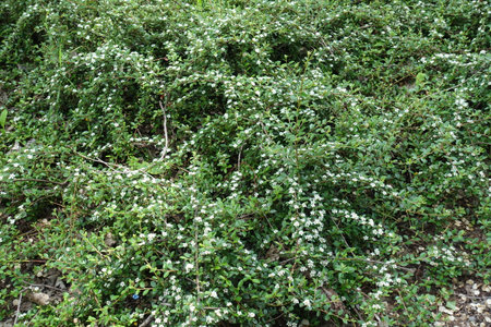 Profusion of white flowers of rockspray cotoneaster in May