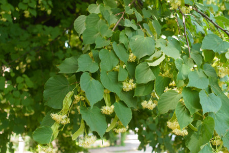 Multiple flowers in the leafage of linden tree in June