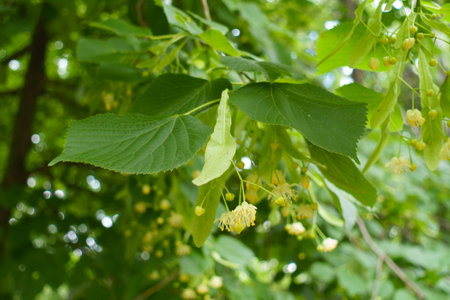 Macro of flowers of linden tree in mid June