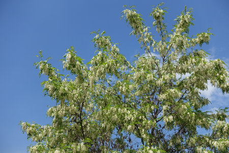 Azure blue sky and branches of blossoming black locust tree in Mayの写真素材