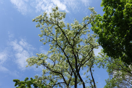 Blue sky and blossoming branches of black locust tree in Mayの写真素材