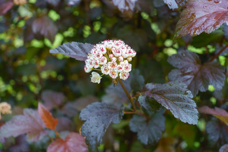Inflorescence and foliage of purple leaved Physocarpus opulifolius with raindrops in Juneの写真素材