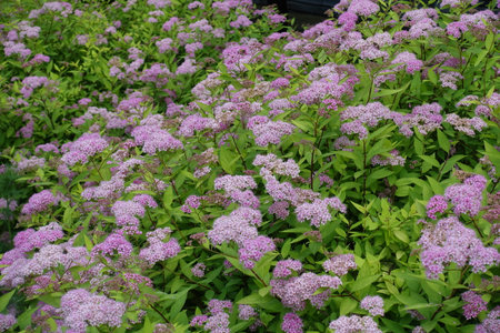 Abundance of light pink flowers of Japanese spiraea in mid June