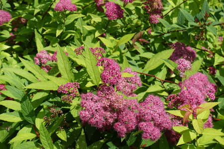 Deep pink flowers and buds of Japanese spiraea in mid June