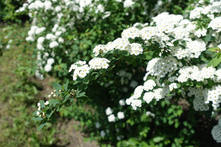 Branch of blossoming Van Houtte Spirea in May