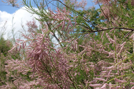 Abundant pink flowers of Tamarix ramosissima against blue sky in Juneの写真素材