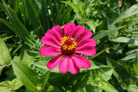 Vibrant magenta colored flower of single Zinnia elegans in mid Julyの写真素材