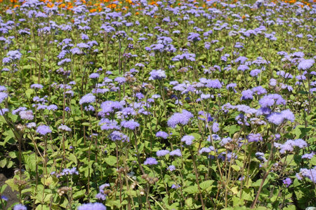 Plenty of violet flowers of Ageratum houstonianum in Julyの写真素材