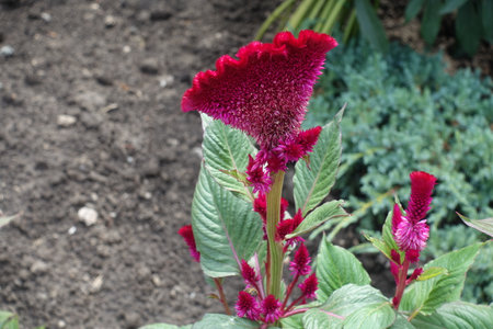Purplish red flowers of Celosia argentea var cristata in August