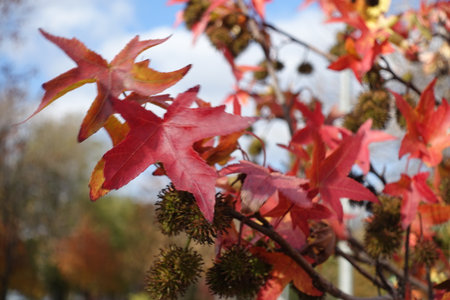 Autumnal foliage of American sweetgum in mid October