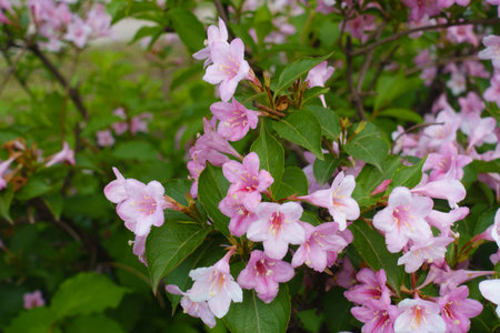 Bright pink flowers of Weigela florida in Juneの写真素材