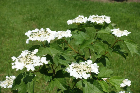 Several corymbs of white flowers of guelder rose in May