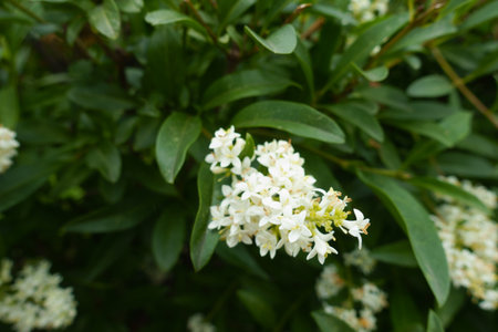 Ivory white flowers of Ligustrum vulgare in mid Juneの写真素材
