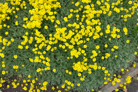 Top view of numerous yellow flowers of Cota tinctoria in Juneの写真素材