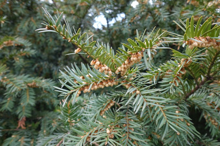 Male cones in the leafage of common yew in April