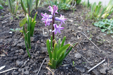 Pastel violet flowers of hyacinth in Aprilの写真素材