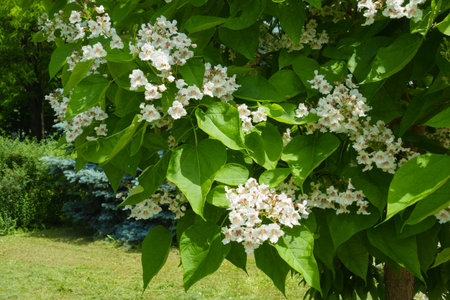 Plenitude of white flowers of Catalpa bignonioides tree in Juneの写真素材